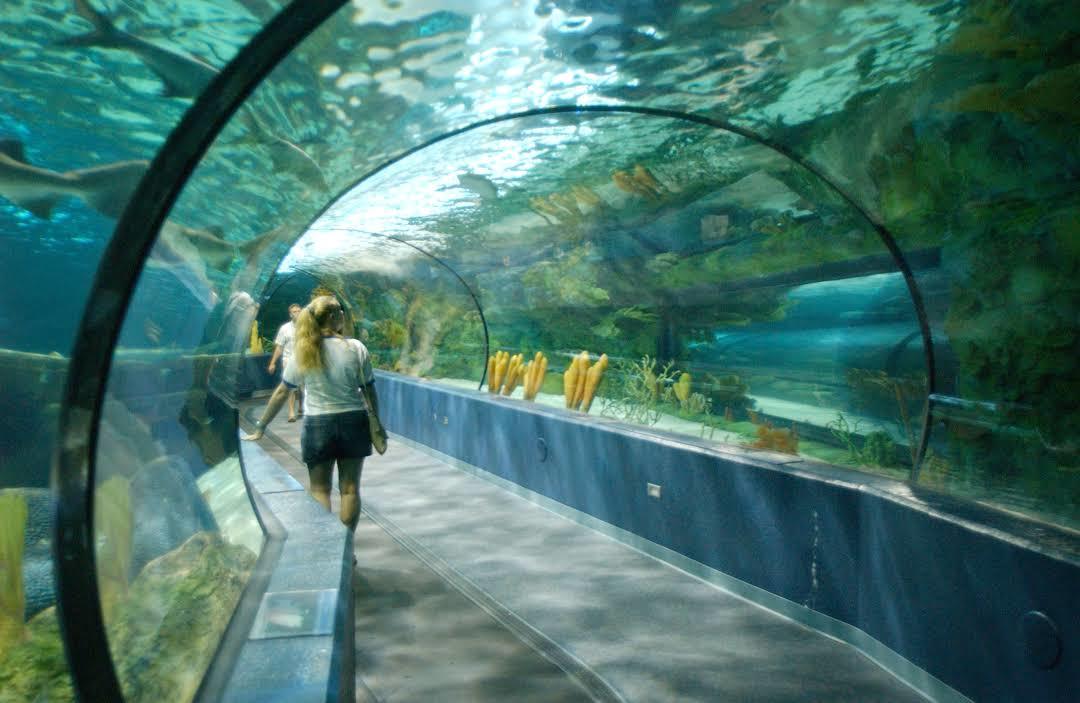 Ripley's Aquarium