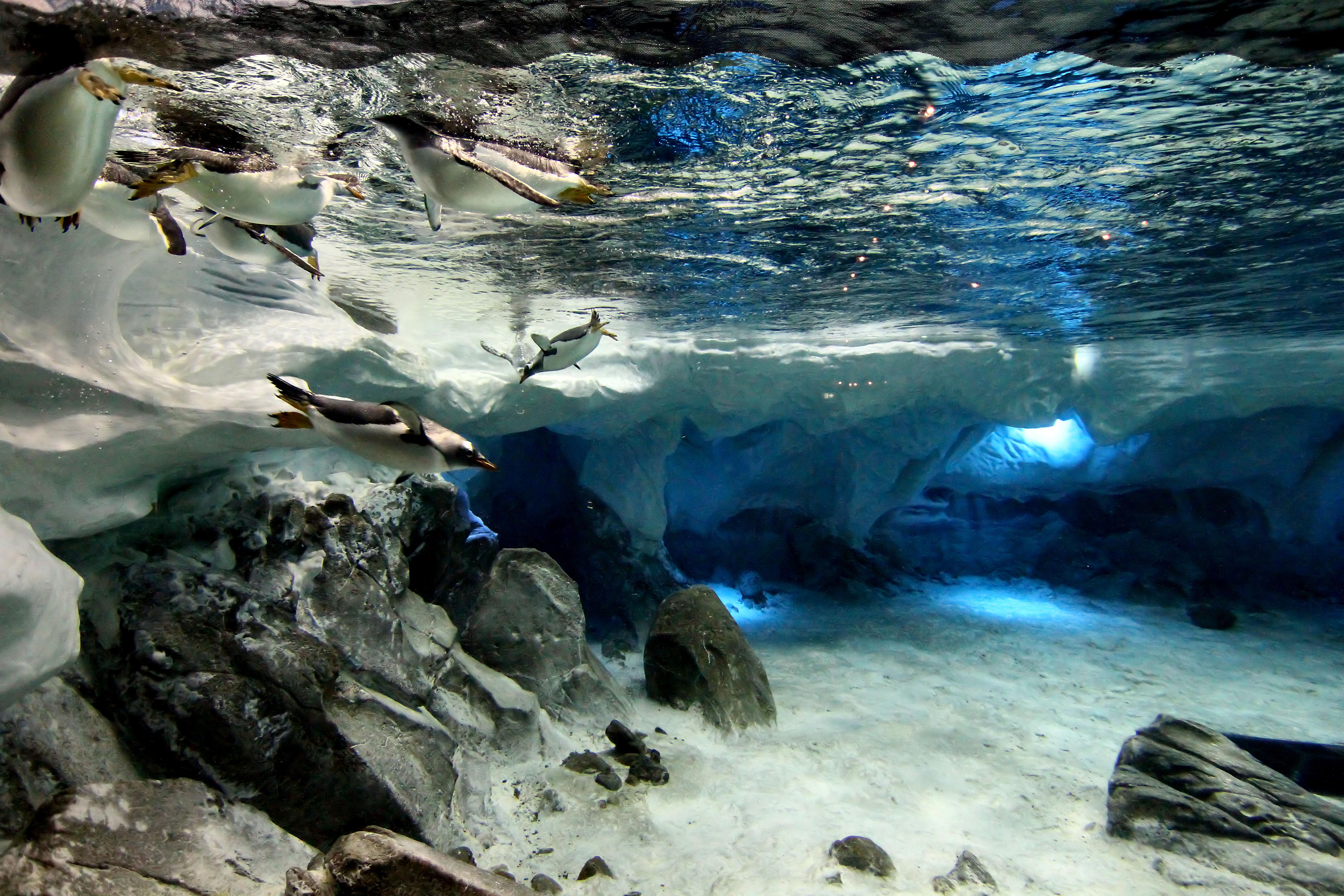 Penguin Encounter