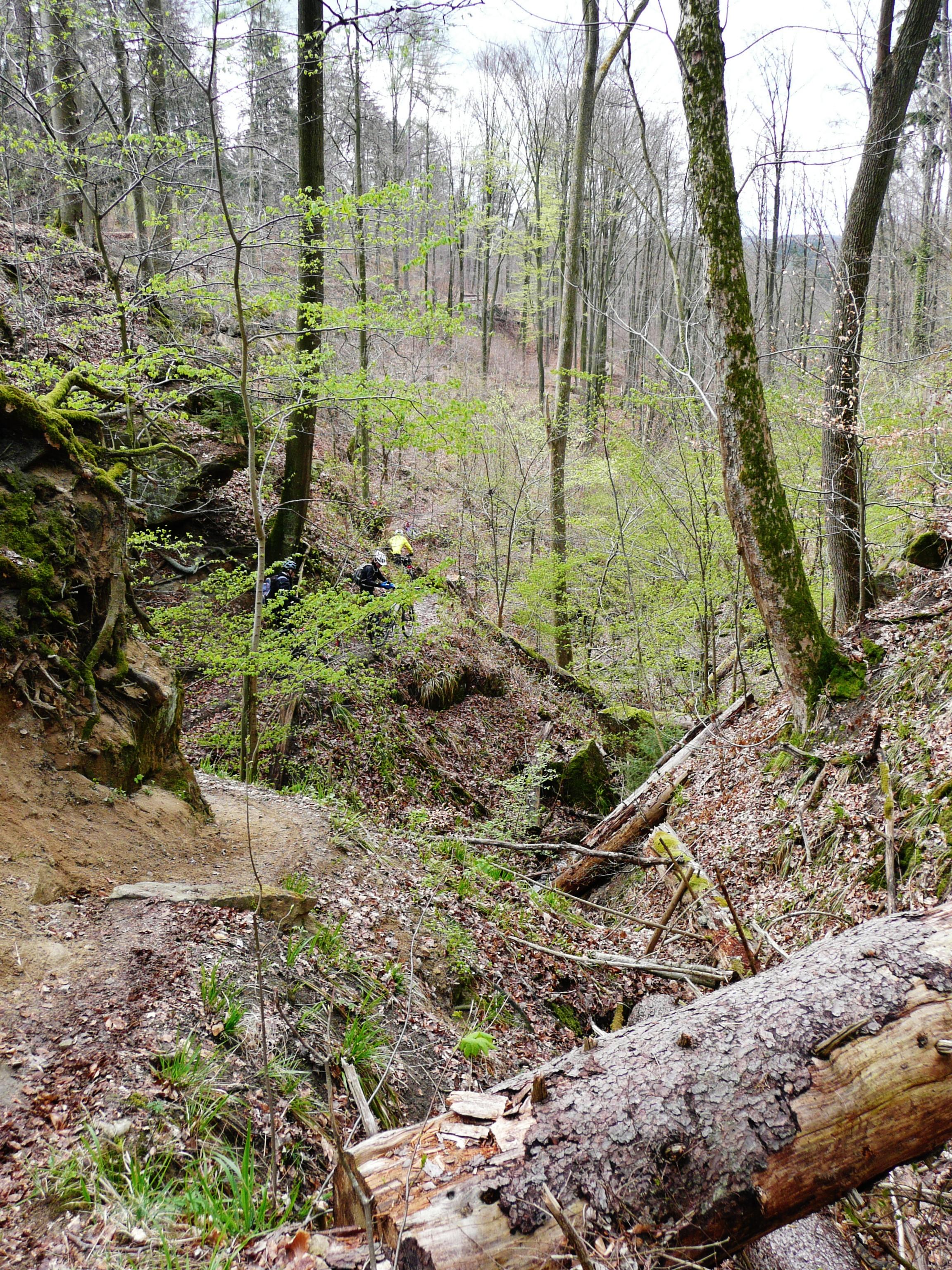 Bodenbachschlucht