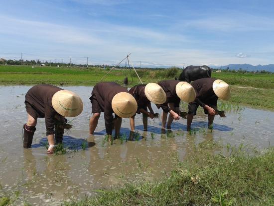 Hoi An Agritravel