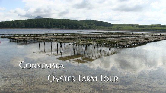DK Connemara Oysters