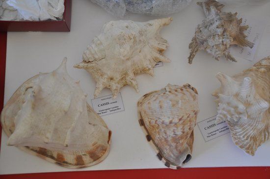 Mineralogisches Museum von Kampanien