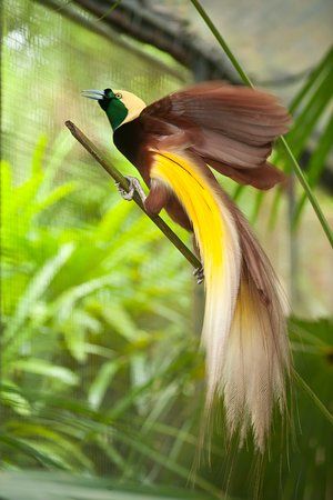 Bali Bird Park