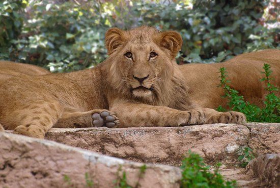 Zoo Barcelona
