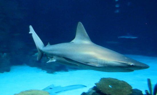 Shark Reef at Mandalay Bay