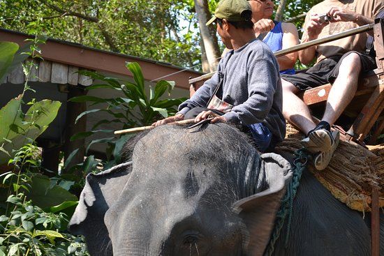 Mae Taman Elephat Camp