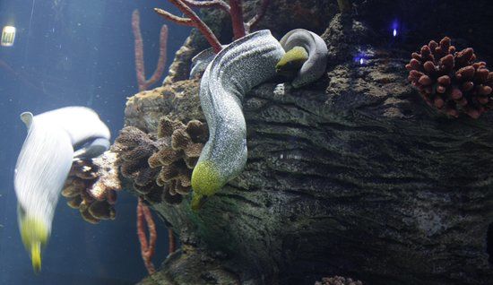 Sharjah-Aquarium