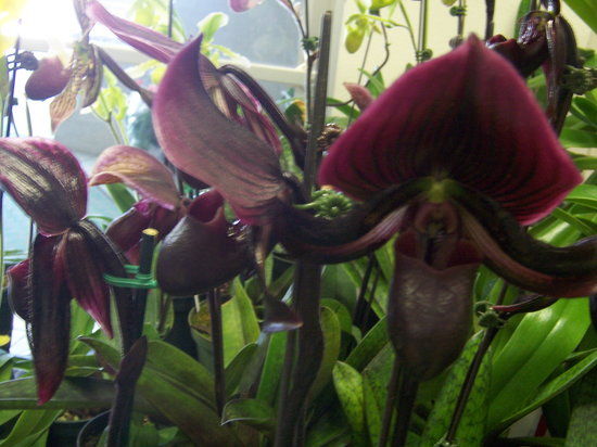 A World of Orchids