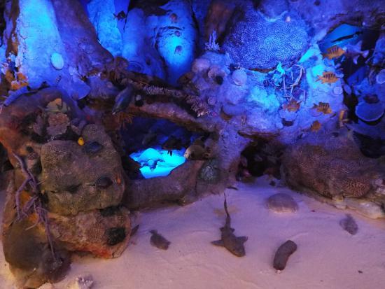 Museum Cozumel
